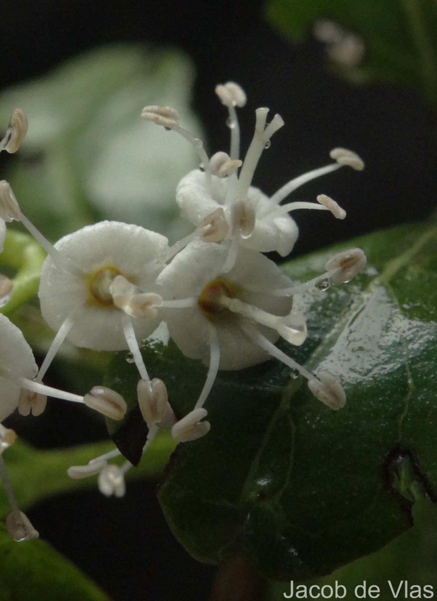 Ehretia aspera Willd.